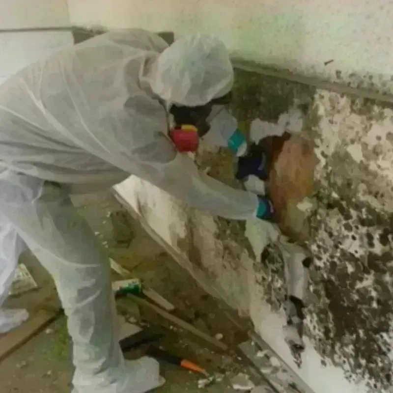 Mold Remediation and Removal in Bibb County, AL